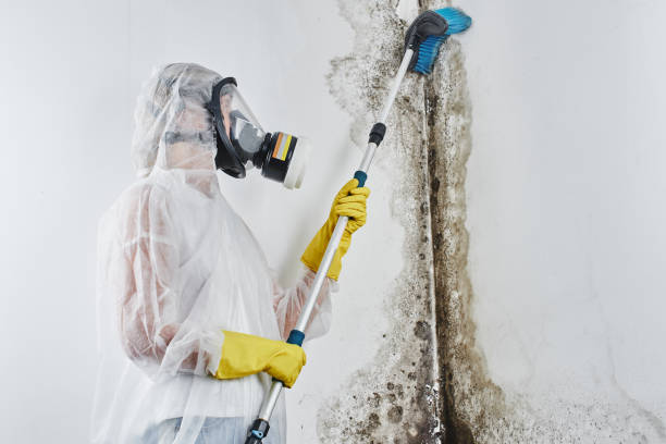 Best Attic Mold Removal  in Darmstadt, IN