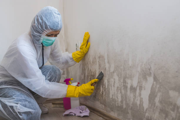Best Affordable Mold Removal  in Darmstadt, IN