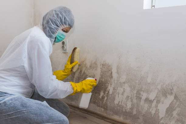 Best Mold Remediation Experts  in Darmstadt, IN