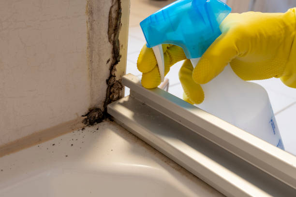 Best Best Mold Removal Companies  in Darmstadt, IN