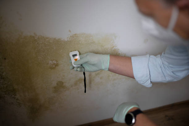 Best Water Damage Restoration  in Darmstadt, IN