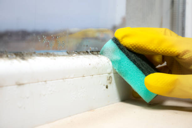 Best Residential Mold Removal  in Darmstadt, IN