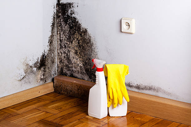 Professional Mold Removal in Darmstadt, IN