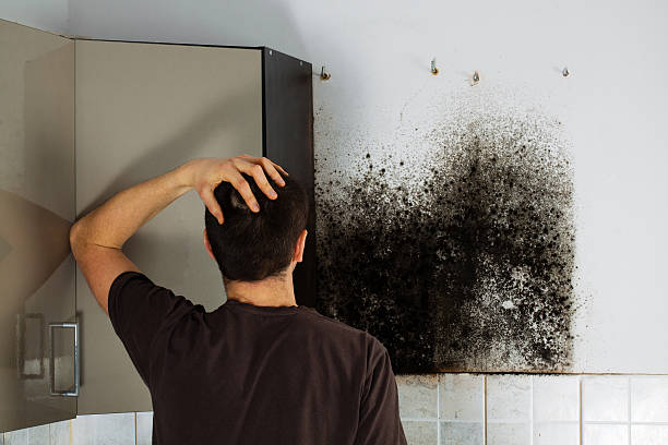 Best Mold Removal Company Near Me  in Darmstadt, IN
